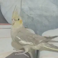 عروس هلندی|پرنده|اسفراین, |دیوار