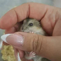 همستر کمپل|موش و خرگوش|تهران, نیروی هوایی (پیروزی)|دیوار