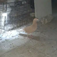 کبوتر صیدزردماده