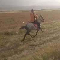 اسب یورقه