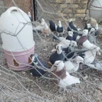 کفترفورشی کوهبنان|پرنده|کوهبنان, |دیوار