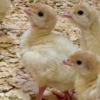 جوجه بوقلمون بیوتی ۶