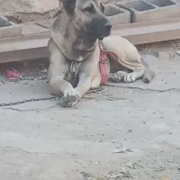 سگ سرابی|سگ|بهار, |دیوار