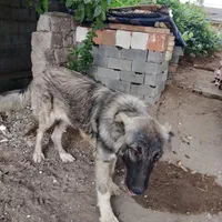 سگ سرابی|سگ|کلاردشت, |دیوار
