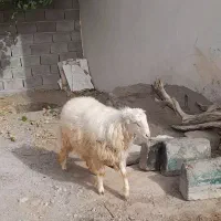 بره قوچی سنجابی|حیوانات مزرعه|کاشمر, |دیوار