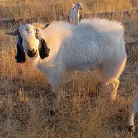 نری پاکستانی