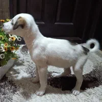 توله نر 5 ماهه