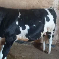 گوساله سیمینتال نر اصل