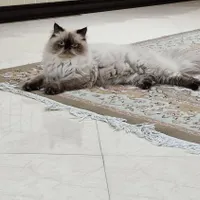 گربه هیمالین زینتی نر و ماده|گربه|لاهیجان, امیرشهید|دیوار