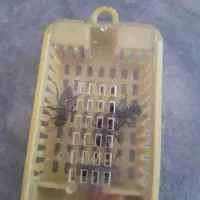 ملکه باکره کارنیکا