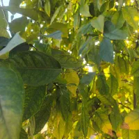 باغ-و-باغچه