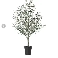 درخت زیتون ایکیا