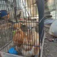 ابریشمی|حیوانات مزرعه|رودبنه, |دیوار