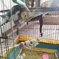 عروس هلندی|پرنده|اصفهان, تصفیه خانه فاضلاب|دیوار