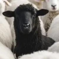 گوسفند و بره نر