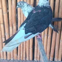 ماده افشان رنگی|پرنده|بندر ترکمن, |دیوار