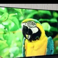 ال ای دی 55