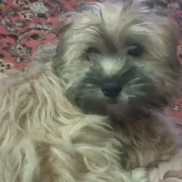 سگ شیتزو فلت