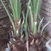 پاجوش جوش نخل سعمران درجه یک موجود|خدمات باغبانی و درختکاری|اهواز, کارون|دیوار