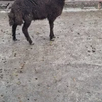 گوسفند (بره نر پاییزه - قوچی)