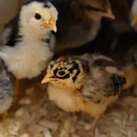 جوجه بوقلمون یک روزه تا یکماهه|حیوانات مزرعه|ماسال, |دیوار