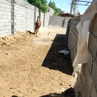 اسب دره شوری