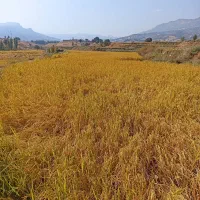 زمین برنجکاری چیتاب