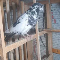 کبوتر پرشی درجه یک
