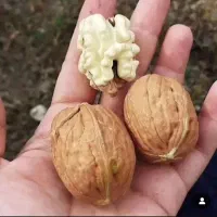 گردو پکان گرم سیری|گل و گیاه طبیعی|بکتاش, |دیوار