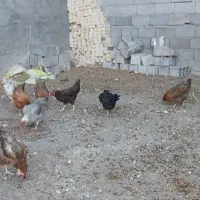 مرغ خروس