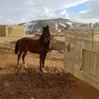 کره نریان عرب|اسب و تجهیزات اسب‌سواری|انگوران, |دیوار