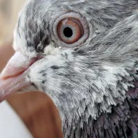 نر وماده پیور فروشی|پرنده|ایرانشهر, |دیوار