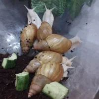 حلزون مولد با جوجه|خزنده|یزد, |دیوار