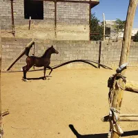 اسب دوسر عرب|اسب و تجهیزات اسبسواری|همدان, |دیوار