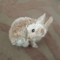بچه خرگوش لوپ  سایز صفر