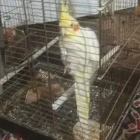 ت ارزونی فوری|پرنده|ماهدشت, |دیوار