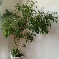 گل بنجامین2/500/000