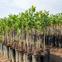 نهال بادام طلایی آذرشکوفه برداشت سریع و سود عـالی|خدمات باغبانی و درختکاری|مریوان, |دیوار