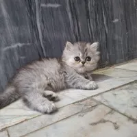 بچه گربه ۲ماهه|گربه|گنبد کاووس, |دیوار