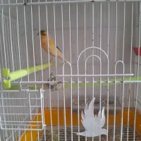 قناری نر معاوضه باسهره|پرنده|اردبیل, |دیوار