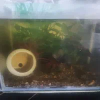 ماهی اسکار|ماهی|مشهد, مقدم|دیوار