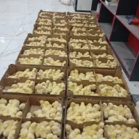 جوجه یک روزه