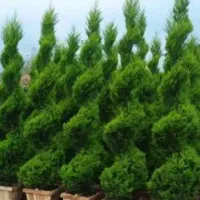 . هرس  سمپاشی  علفتراشی  و قطع درخت