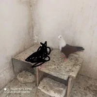 جفت کله سفید نر کربلایی کاکل