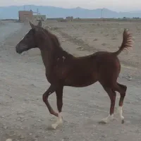 اسب کره مادیان