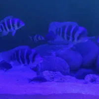 ماهی فرانتوزا|ماهی|رودهن, |دیوار