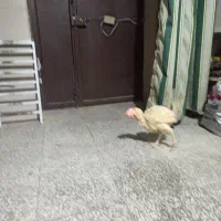 خروس