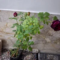 گل رز پیچک خارجی