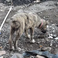 سگ توله ماده|سگ|بندر ترکمن, |دیوار