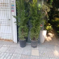درخت کاج لوسون شفلرا طلایی